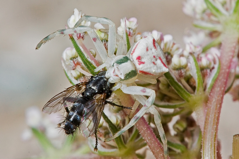 Misumena vatia ? No. Thomisus onustus